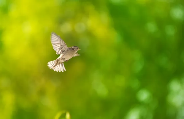 Vliegende sparrow — Stockfoto