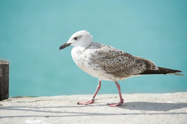Seagull close-up — Stockfoto