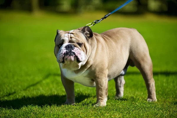 Englische Bulldogge — Stockfoto