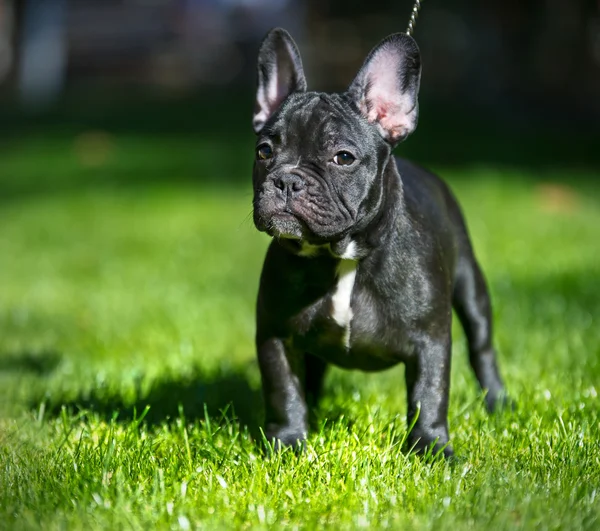 Cachorrinho de bulldog francês — Fotografia de Stock