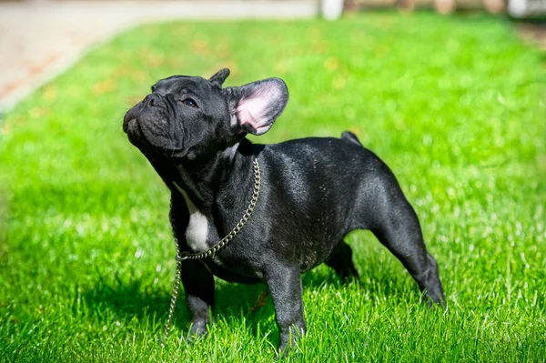 Cachorrinho de bulldog francês — Fotografia de Stock