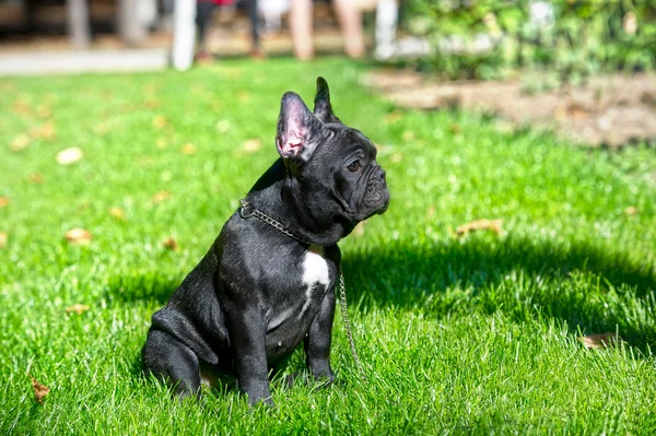 フランスのブルドッグ子犬 — ストック写真
