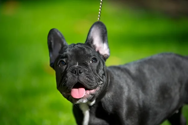 Cucciolo bulldog francese — Foto Stock