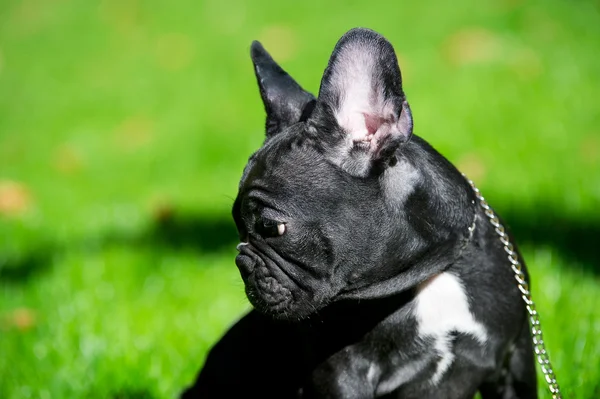 French bulldog puppy — Stock Photo, Image