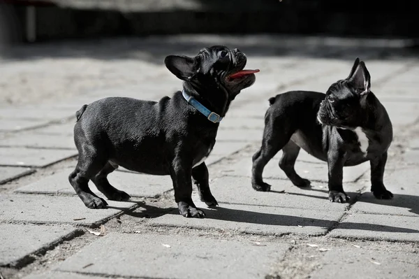 Dois cachorros buldogue franceses — Fotografia de Stock
