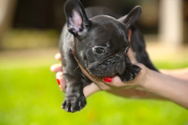 Cachorrinho de bulldog francês — Fotografia de Stock