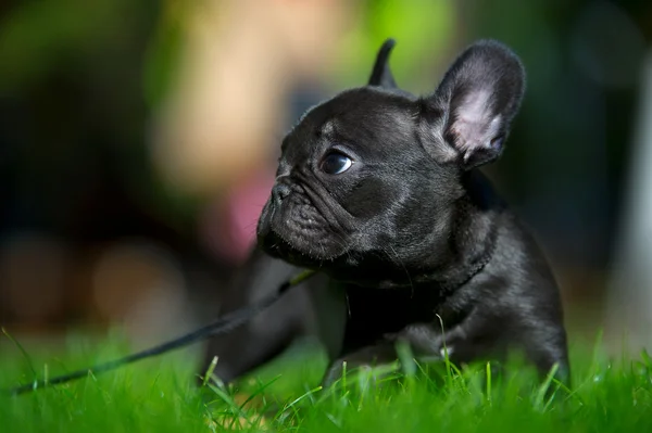 フランスのブルドッグ子犬 — ストック写真