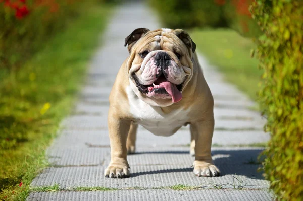 Englische Bulldogge — Stockfoto