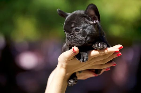 Franse bulldog puppy — Stockfoto