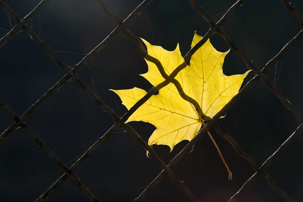 Podzimní list na drátěný plot — Stock fotografie