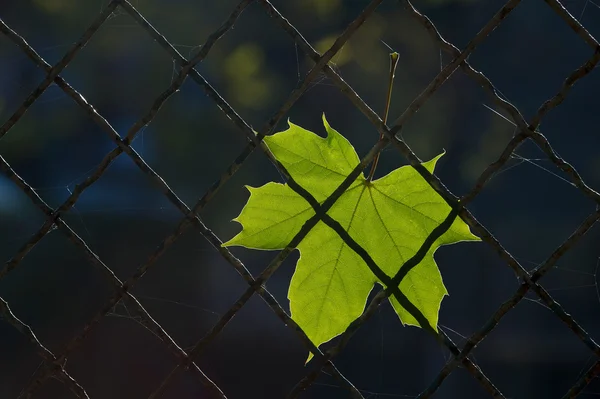 Podzimní list na drátěný plot — Stock fotografie
