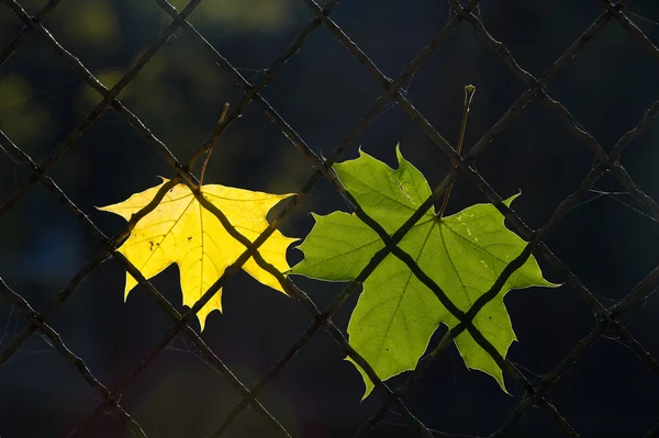 Una hoja caída de otoño en una cerca de alambre —  Fotos de Stock