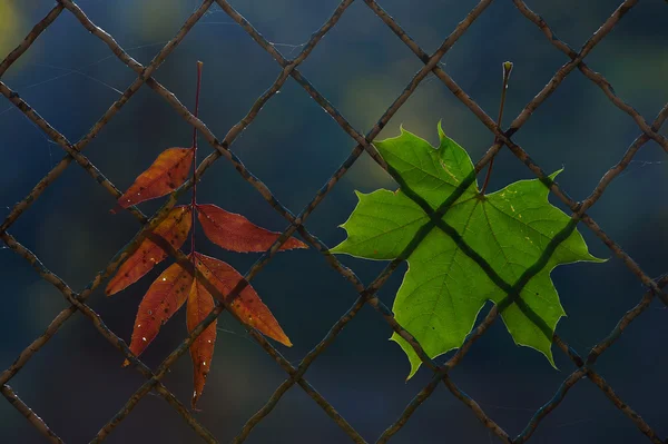 A fallen autumn leaf on a wire fence — Stock Photo, Image