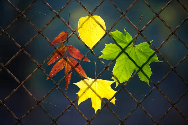A fallen autumn leaf on a wire fence — Stock Photo, Image