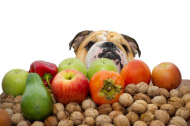 Autumn fruits nuts and vegetables with a bulldog in the backgrou clipart