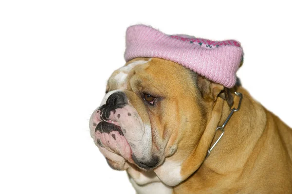 Bulldog in a hat isolated — Stock Photo, Image