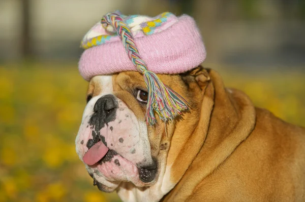 Bulldog in a hat — Stock Photo, Image