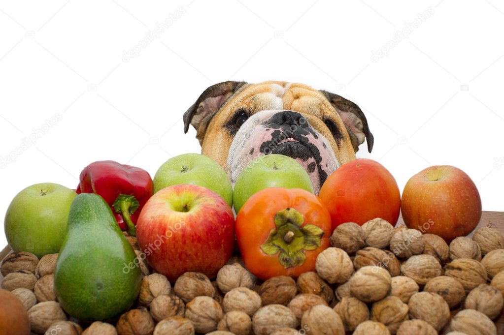 Autumn fruits nuts and vegetables with a bulldog in the backgrou