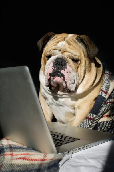 Traurige Bulldogge im Karo — Stockfoto