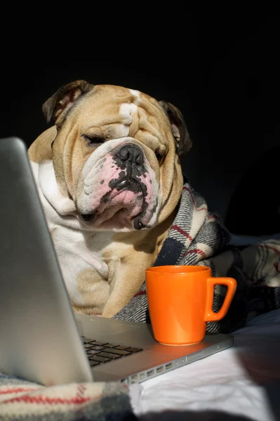 Bulldog triste en una tela a cuadros — Foto de Stock