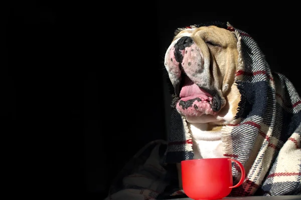Bir şal içinde üzgün bulldog — Stok fotoğraf