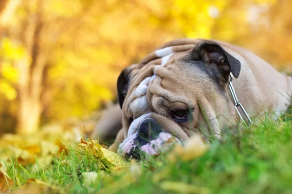 Bulldog in autumn — Stock Photo, Image