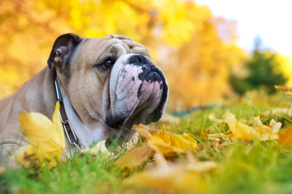 Bulldog in autunno — Foto Stock