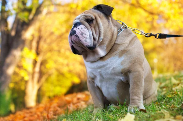 Bulldog in autumn — Stock Photo, Image