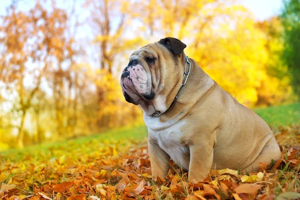 Bulldog ในฤดูใบไม้ร่วง — ภาพถ่ายสต็อก