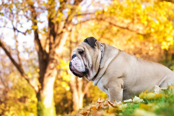 Bulldog i höst — Stockfoto