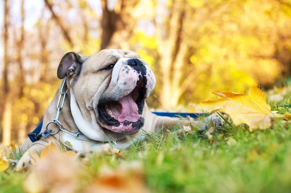 Bulldog en automne — Photo