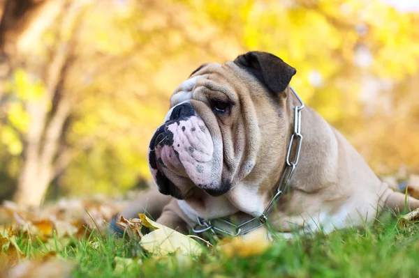 Bulldog in autunno — Foto Stock