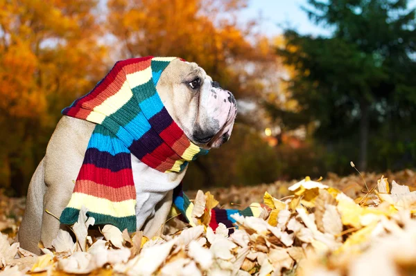牛头犬在秋天 — 图库照片