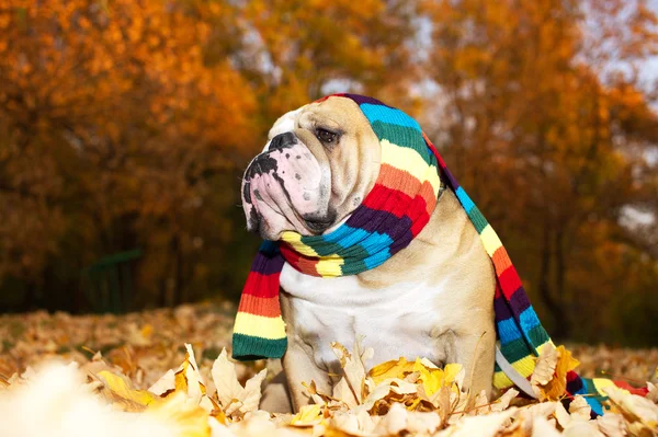 Bulldog no outono — Fotografia de Stock