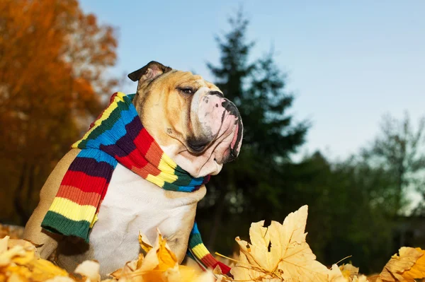 Bulldogge im Herbst — Stockfoto