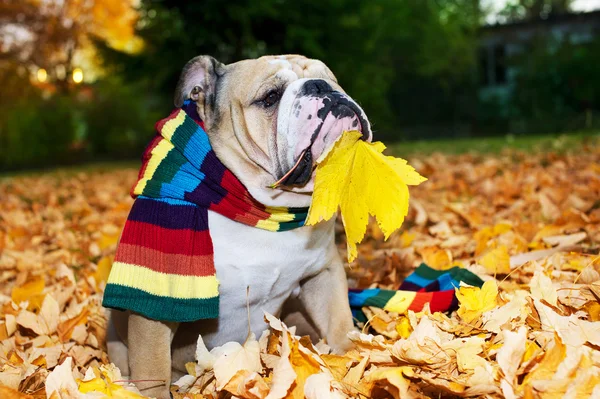 Bulldog no outono — Fotografia de Stock