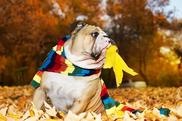 Bulldog en otoño —  Fotos de Stock