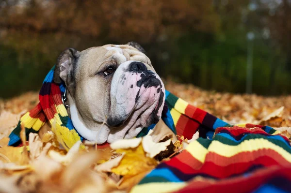 Bulldog en otoño —  Fotos de Stock