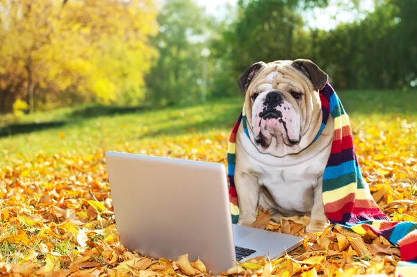 Bulldogge mit Laptop im Herbst — Stockfoto