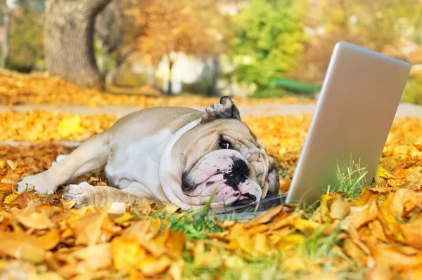Bulldog com um laptop no outono — Fotografia de Stock