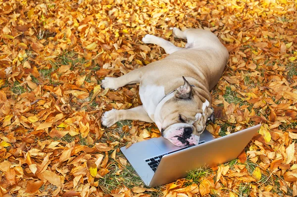 Bulldog com um laptop no outono — Fotografia de Stock