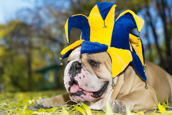 Bulldog en un sombrero —  Fotos de Stock