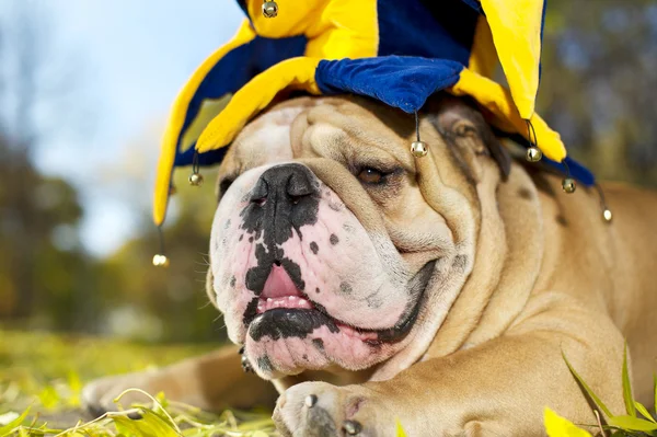 Bulldog in een hoed — Stockfoto