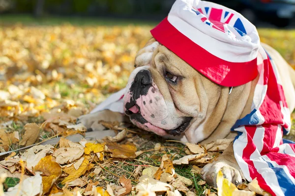 Bulldog en un sombrero — Foto de Stock