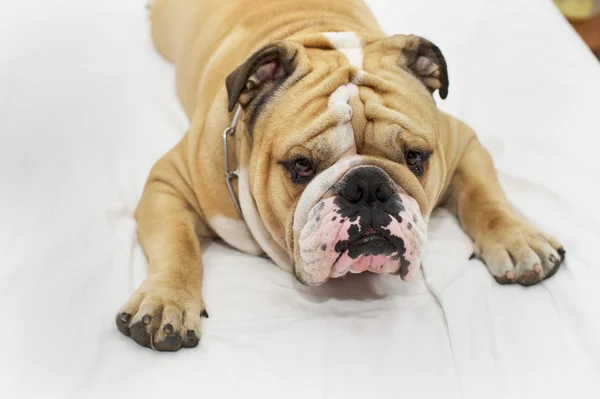 Bulldogge schläft auf einem Bett — Stockfoto