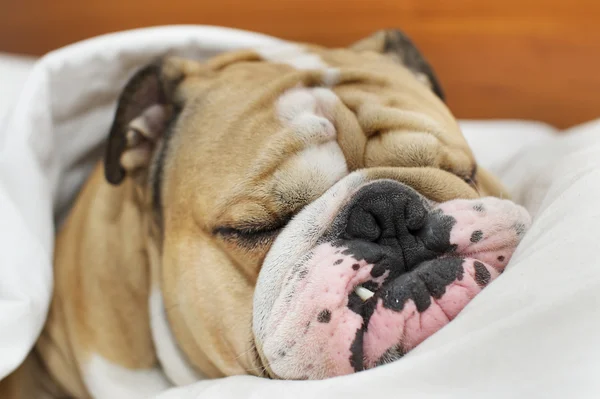 Bulldog sleeping on a bed — Stock Photo, Image