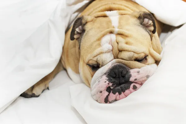 Bulldog sova på en säng — Stockfoto