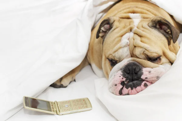 Bulldog durmiendo en una cama — Foto de Stock