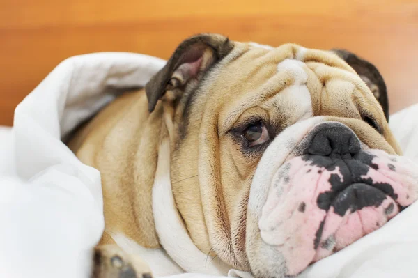 Bulldogge schläft auf einem Bett — Stockfoto