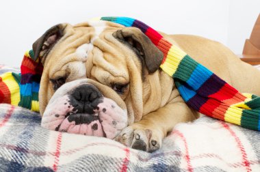 Bulldog in a scarf on bed clipart